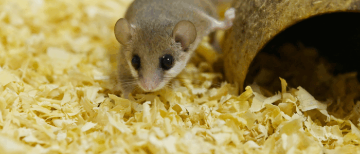 アフリカヤマネ